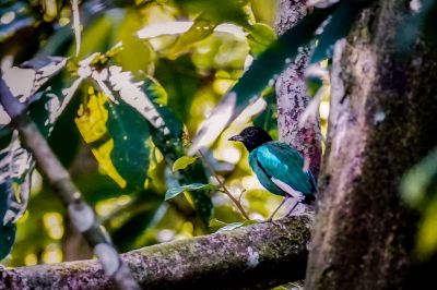 Kappenpitta (muelleri) / Hooded Pitta