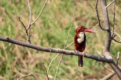 Braunliest / White-throated Kingfisher