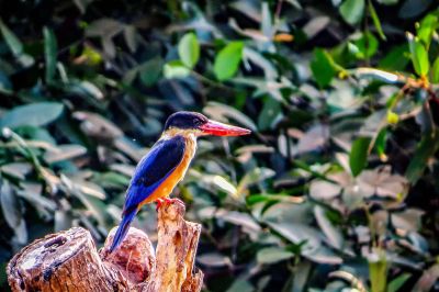 Kappenliest / Black-capped Kingfisher