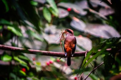 Schwarzbrauen-Breitrachen (W) / Silver-breasted Broadbill