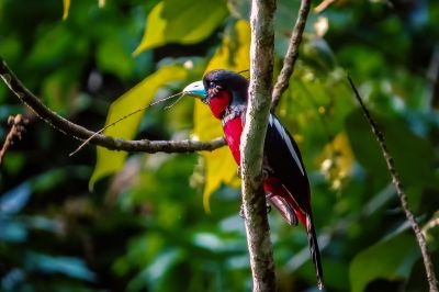 Kellenschnabel-Breitrachen / Black-and-red Broadbill