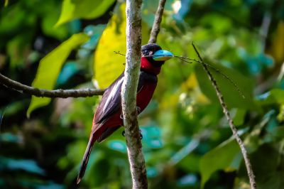 Kellenschnabel-Breitrachen / Black-and-red Broadbill