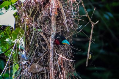 Kellenschnabel-Breitrachen / Black-and-red Broadbill