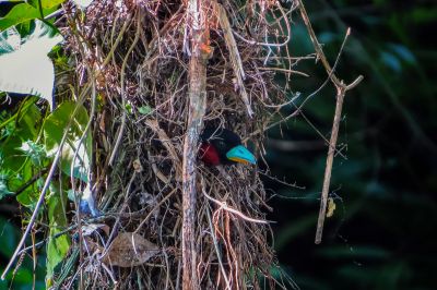 Kellenschnabel-Breitrachen / Black-and-red Broadbill