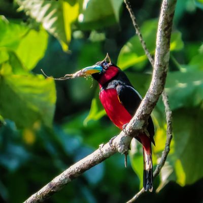 Kellenschnabel-Breitrachen / Black-and-red Broadbill