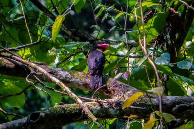 Braunkehl-Breitrachen / Dusky Broadbill