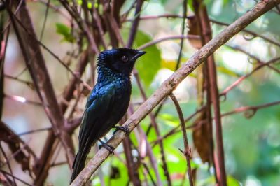 Spateldrongo (M) / Lesser Racket-tailed Drongo