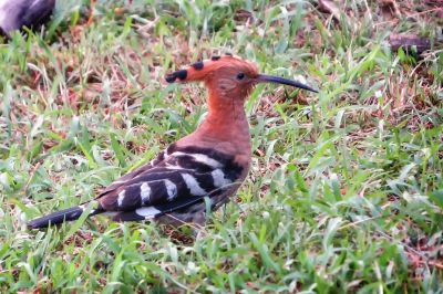 Wiedehopf / Hoopoe