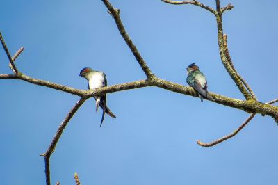 Haubenbaumsegler / Grey-rumped Treeswift