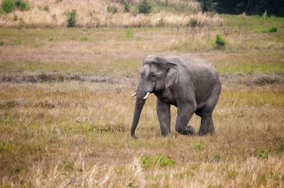 Indischer Elefant / ENDANGERED