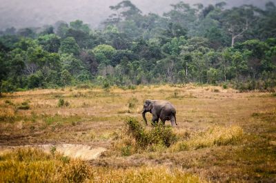 Indischer Elefant / Indian Elephant