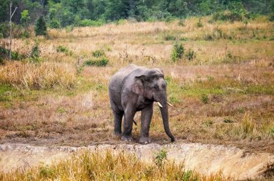 Indischer Elefant / Indian Elephant