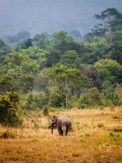 Indischer Elefant / Indian Elephant