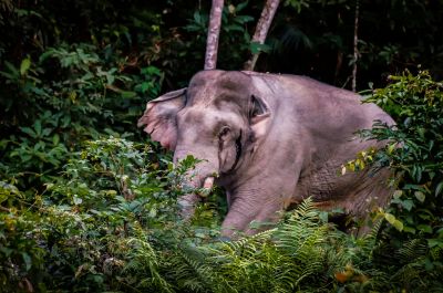 Indischer Elefant / Indian Elephant