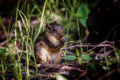 Berdmore-Palmenhörnchen / Berdmore's Ground Squirrel - Indochinese Ground Squirrel