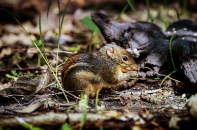 Berdmore-Palmenhörnchen / Berdmore's Ground Squirrel - Indochinese Ground Squirrel