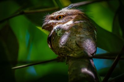 Javafroschmaul / Horsfield's Frogmouth - Javan Frogmouth