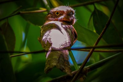 Javafroschmaul / Horsfield's Frogmouth - Javan Frogmouth