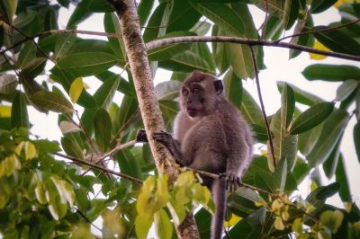 Javaneraffe - Langschwanzmakak (J) / Crab-eating Macaque - Long-tailed Macaque