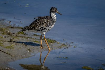 Kampfläufer (M) / Ruff