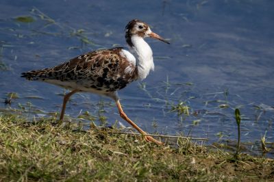 Kampfläufer (M) / Ruff