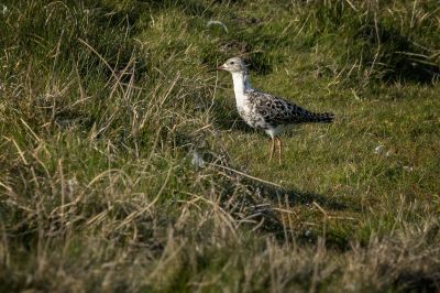 Kampfläufer (M) / Ruff