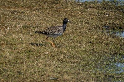 Kampfläufer (F) / Ruff