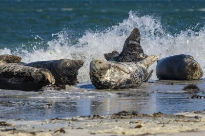 Kegelrobbe / Grey Seal