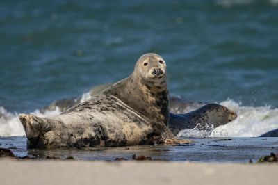 Kegelrobbe / Grey Seal