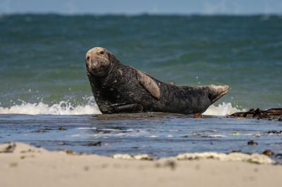 Kegelrobbe / Grey Seal