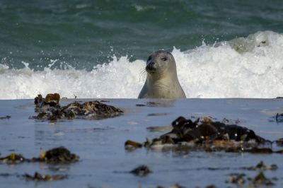 Kegelrobbe / Grey Seal