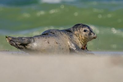 Seehund / Harbor Seal - Common Seal