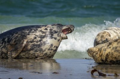 Kegelrobbe / Grey Seal