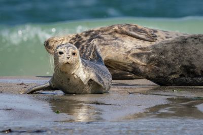 Seehund / Harbor Seal - Common Seal