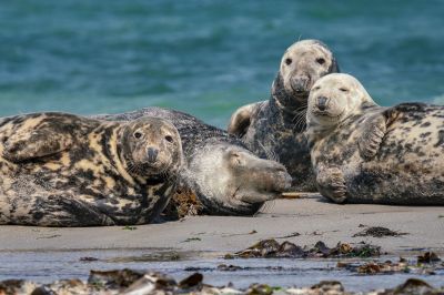 Kegelrobbe / Grey Seal