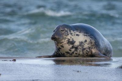 Kegelrobbe / Grey Seal