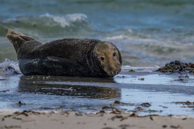 Kegelrobbe / Grey Seal