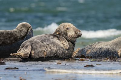 Kegelrobbe / Grey Seal