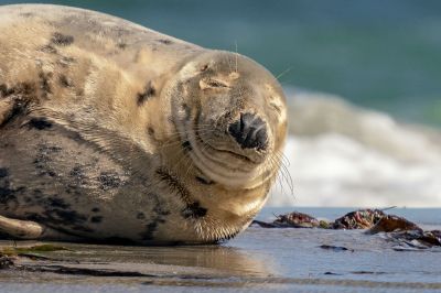 Kegelrobbe / Grey Seal