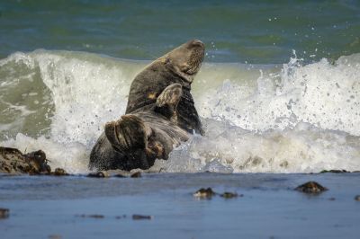 Kegelrobbe / Grey Seal