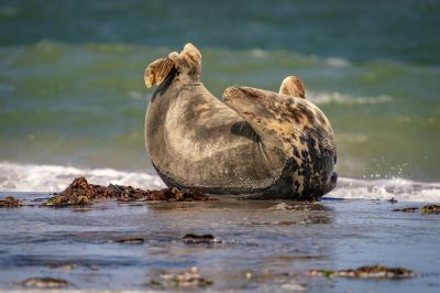 Kegelrobbe / Grey Seal