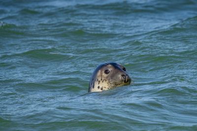 Kegelrobbe / Grey Seal