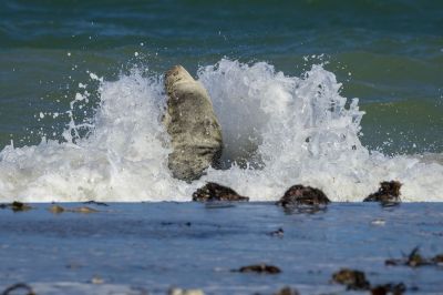 Kegelrobbe / Grey Seal