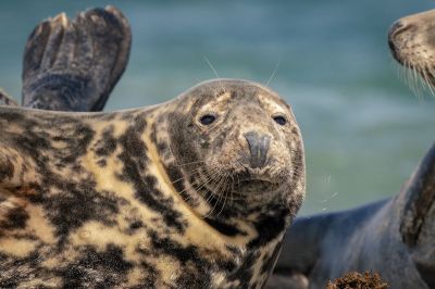 Kegelrobbe / Grey Seal