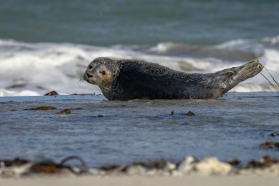 Kegelrobbe / Grey Seal