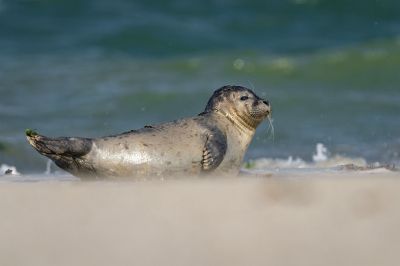 Seehund / Harbor Seal - Common Seal