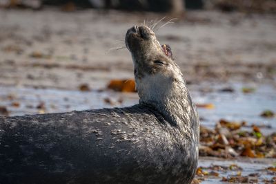 Kegelrobbe / Grey Seal