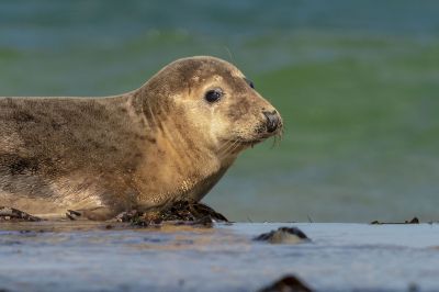 Kegelrobbe / Grey Seal