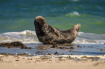 Kegelrobbe / Grey Seal