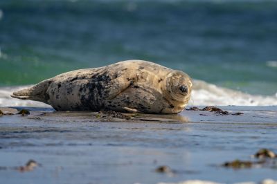 Kegelrobbe / Grey Seal